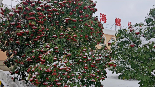 挂集团海螺漫笔修改稿:海螺新材银装下的浪漫与坚守205.png