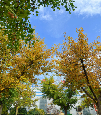 2025051023 海螺新材的秋日画卷(1)(1)103