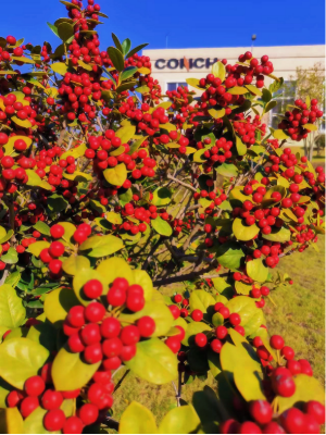 2025051023 海螺新材的秋日画卷(1)(1)173